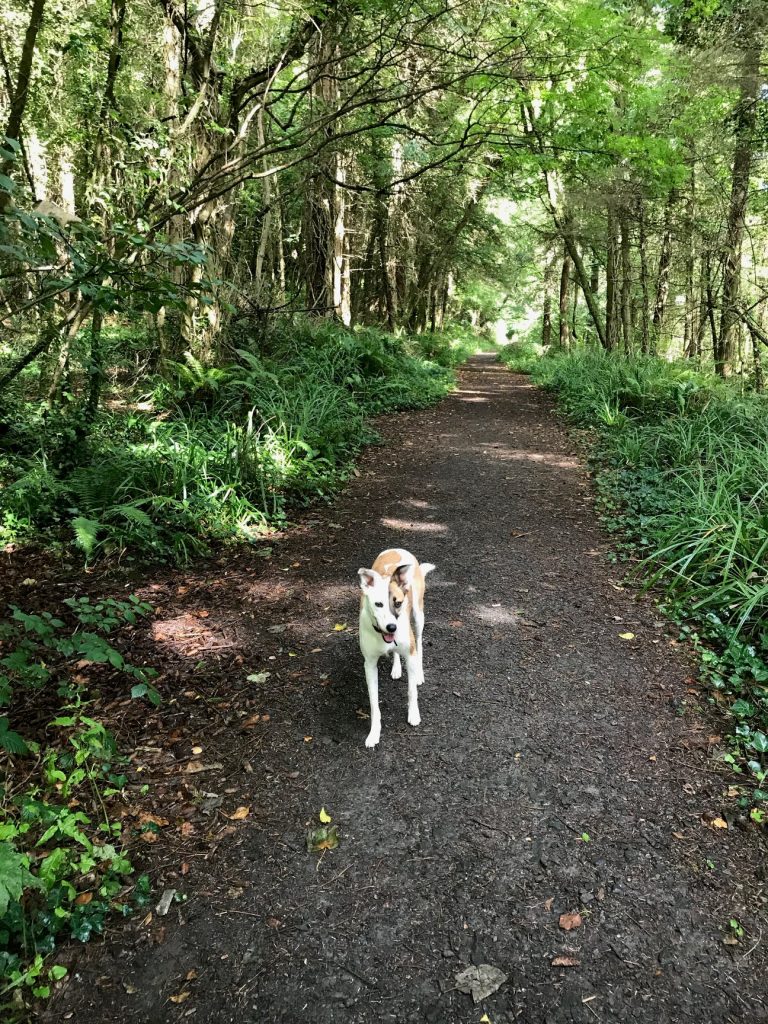 Dogs are darlings too